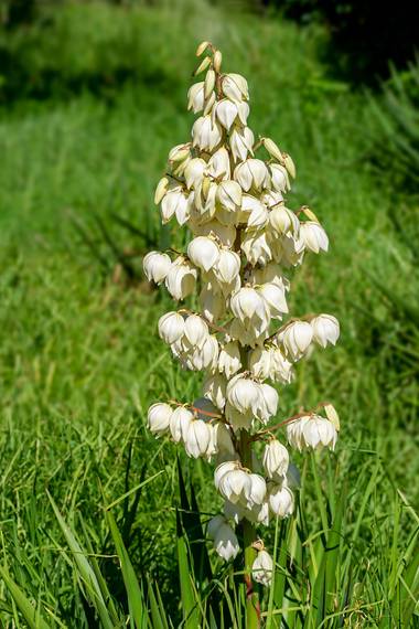 manuel.torres1 en Hamelin: Flora  (Roda de Berà), Yucca filamentosa, #yuca  #flor  #jardines  #planta #daga española  @Yucca elephantipes