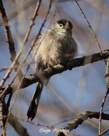 Diego en Hamelin: Fauna  (Zaragoza), #mitocomun #aegithaloscaudatus #aves #ebro #zaragoza #canon 