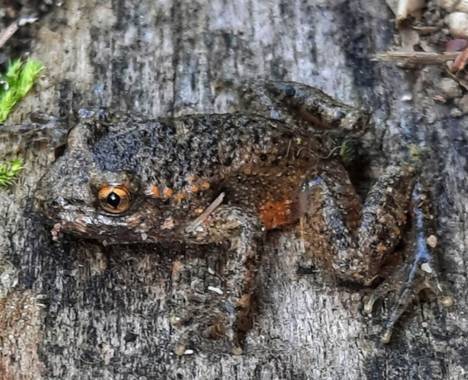 Naomi en Hamelin: Fauna  (Castellfollit de la Roca), #fauna 🐸