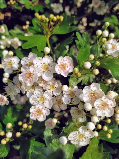 Ioana Trif en Hamelin: Flora  (Rociana del Condado), Espino blanco #flora21 #plantamedicinal #florblanca 