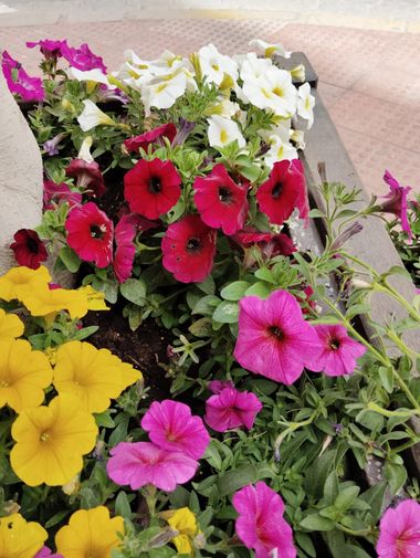Solerantonio2 en Hamelin: Flora  (Almeria), Petunia × atkinsiana, Planta