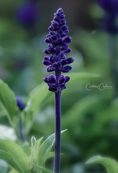 Cristobal.cadenas en Hamelin: Flora  (Alella), Salvia farinacea, Salvia farinacea es una planta perenne de la familia de las lamiáceas. Es originaria de Mé...