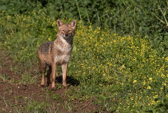 Ignicapillus en Hamelin: Fauna  (Yonatan trail), Con esta foto inaguro el reportaje de mi viaje ornitológico a Israel (marzo - abril 2023). Que iré subiend...