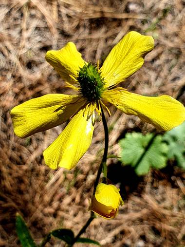Melchique en Hamelin: Flora  (El Tanque), Ranunculus cortusifolius, Esta planta es una especie nativa en Canarias. 
#tenerife #canarias #flora #ranunculus ...