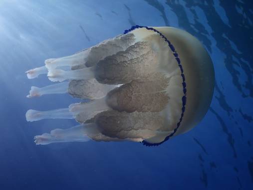 Elisendafv8 en Hamelin: Fauna, #jellyfish #sea #nature #uwphoto 