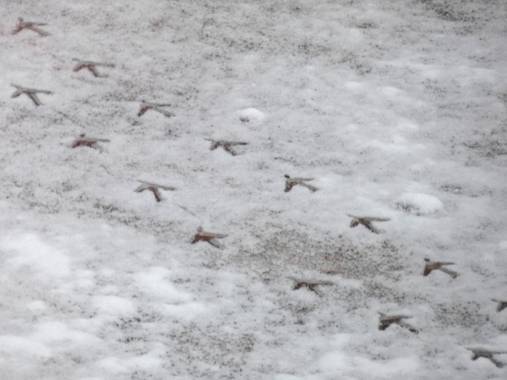 Creandoaficiones en Hamelin: Fauna, Pisadas en la nieve #invierno20