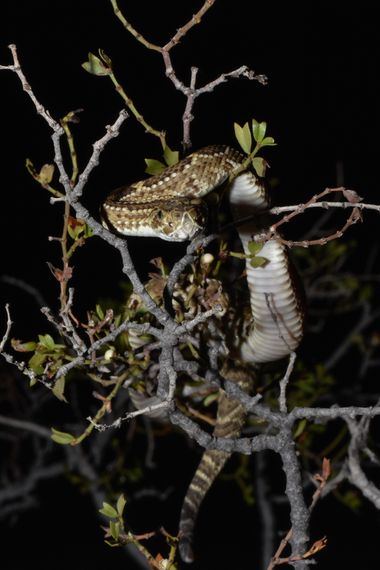 Erickb95 en Hamelin: Fauna  (La Rioja), #cascabel #serpientes #crotalus #viperinesnake #natutaleza 
