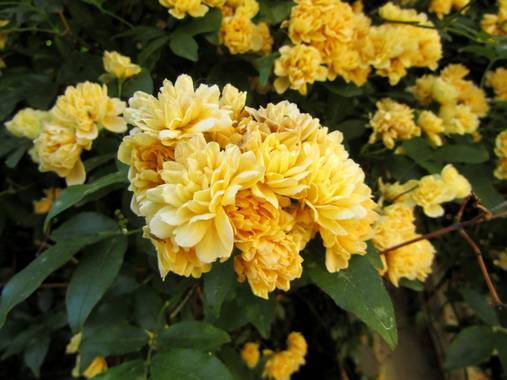 Mivilor68 en Hamelin: Flora  (Priaranza del Bierzo), #flora21 
