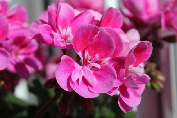 dalopri_ en Hamelin: Flora  (Segovia), #flora21 