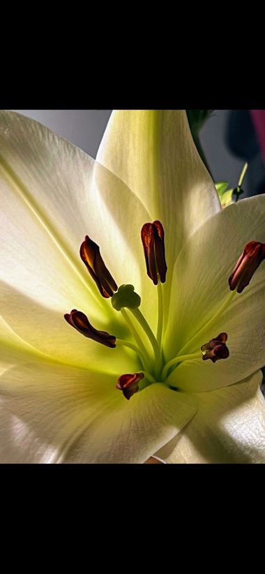 Eudimer20 en Hamelin: Flora, #flora 