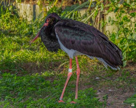 Acorazado3000 en Hamelin: Fauna  (Córdoba), Ciconia nigra (Linnaeus, 1758), Cigüeña Negra.











#fotografiacarloscalvo #cigüeñanegra #ciguena #Aves21...