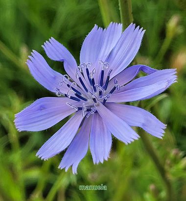 Msanchezvasco en Hamelin: Flora  (Ulldecona), Cichorium endivia, La achicoria tiene numerosas propiedades depurativas y diuréticas y un notable contenido e...