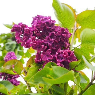Julialozanoc en Hamelin: Flora  (Daroca), Syringa vulgaris, Lilo de un precioso y brillante color morado #flora21 