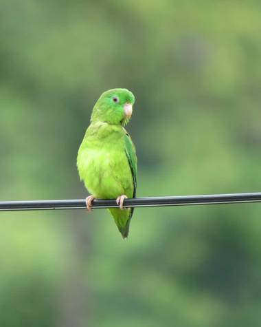 Ccandelajr en Hamelin: Fauna  (Bucaramanga), Forpus conspicillatus, Colombia es uno de los países, con más biodiversidad de aves en el mundo. Este modelo e...