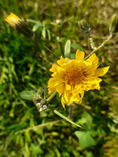 KDias en Hamelin: Flora, Crepis biennis, 😍