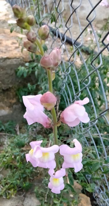 Solerantonio2 en Hamelin: Flora  (Hornachuelos), Planta cabeza de dragon