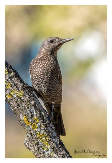 guachinaty1 en Hamelin: Fauna  (Linares), Monticola solitarius (Linnaeus, 1758), Hembra de Roquero solitario.
Monticola solitarius
El roquero solitario es ...