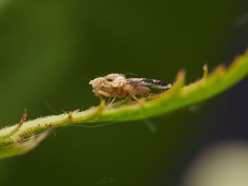 Luis Miguel González en Hamelin: Fauna, #macro 