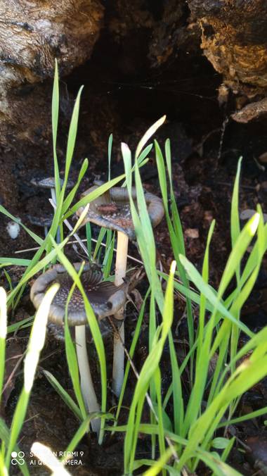 GreenPhoto en Hamelin: Observación, #Otoño20