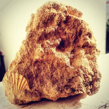 Liana  en Hamelin: Flora  (Fornells), #hastag#fossil#iceage#encontrado
