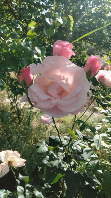 Solerantonio2 en Hamelin: Flora  (Almería), Rosas de jardin