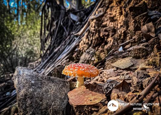 morguez en Hamelin: Observación  (Santa Bárbara de Casa), 🍄 AMANITA MUSCARIA 🍄 

#eyeofnaturaladventure #eyenatadvrules #naturephotography #adventure #ad...