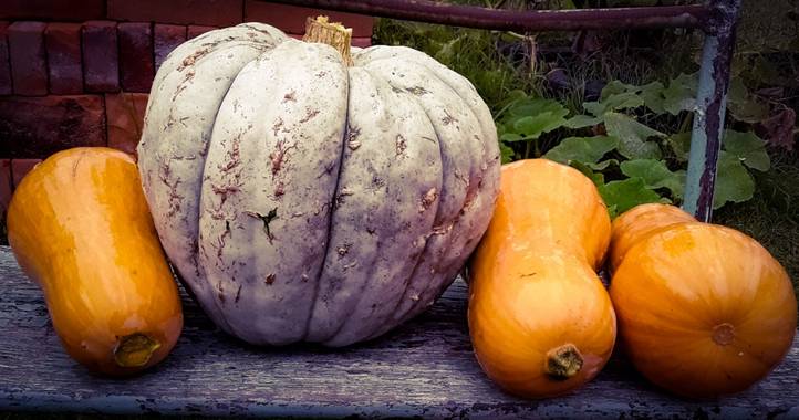 Gabriela Analía Russo en Hamelin: Flora  (Mechongué), Cucurbita maxima, Cosechas lo que siembras