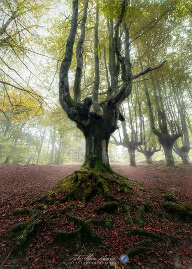 Jose Camacho Gallego en Hamelin: Paisaje  (Ceánuri), #otoño#bosques #rurales #arboles #moody #landscape