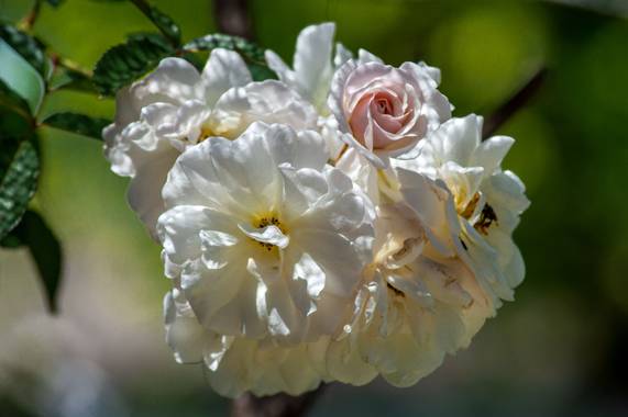 Camiloacca94 en Hamelin: Flora  (Sabanalarga), No conozco que tipo de rosa es, pero le dicen ramo de novia, por como las flores forman un ramo perfectament...