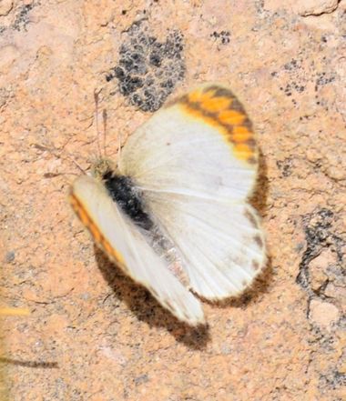 Solerantonio2 en Hamelin: Fauna  (Camino Viejo), Marioosa