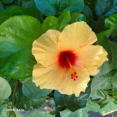 Solerantonio2 en Hamelin: Flora  (Almería), Hibiscus rosa-sinensis, Planta