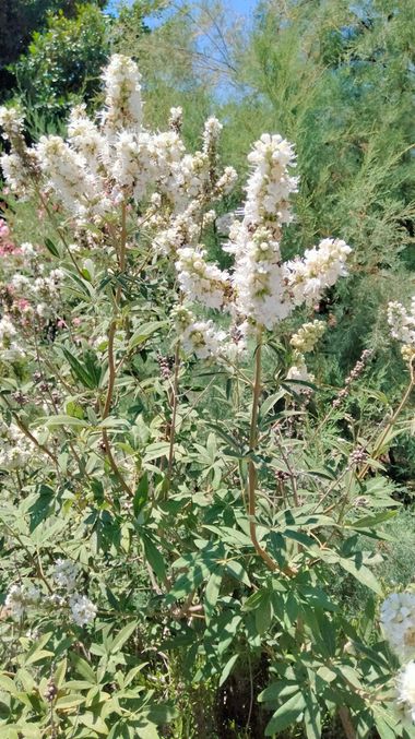Solerantonio2 en Hamelin: Flora  (Almeria), Vitex agnus-castus, Planta