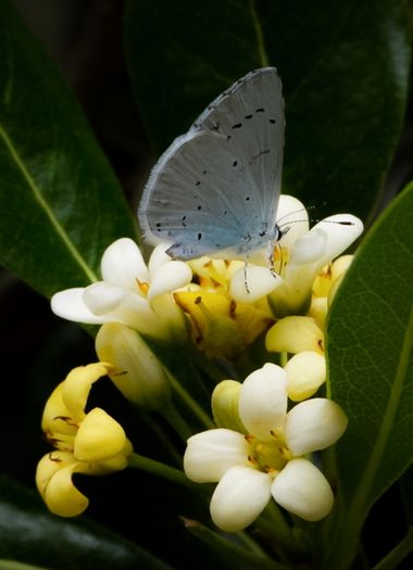 ARTURO  en Hamelin: Fauna  (Gerona), #mariposa 