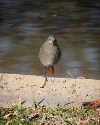 Diego en Hamelin: Fauna  (Zaragoza), Phoenicurus ochruros (S.G.Gmelin, 1774), #colirrojotizon #phoenicurusochruros #aves #zaragoza #canon 