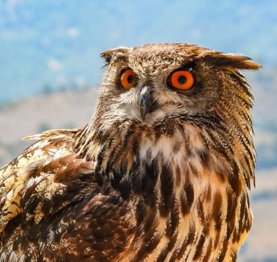 ARTURO  en Hamelin: Fauna  (Gerona), Bubo bubo (Linnaeus, 1758), #buhoreal 