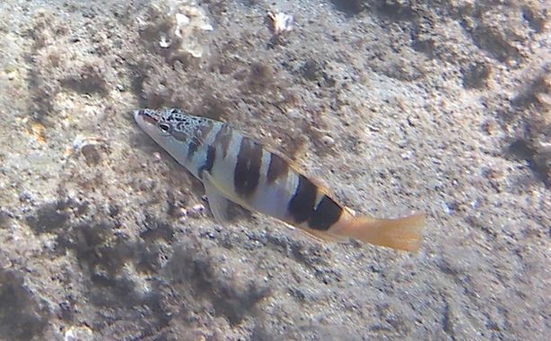 Solerantonio2 en Hamelin: Fauna  (Arrecife de las Sirenas), Pez serrano pintado