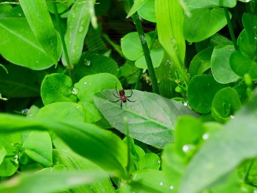 rosariohigueras08 en Hamelin: Fauna  (Coroico), #arañas #telaraña 