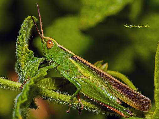 Fco. Javier González en Hamelin: Fauna  (Vigo), #fauna #galicia #macro #insectos 