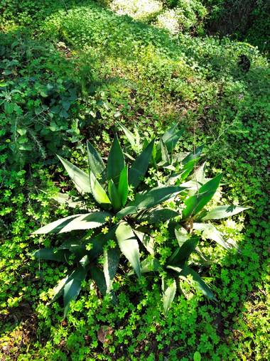 Yob93 en Hamelin: Flora, #montaña #malaga