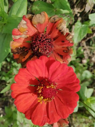 Krished en Hamelin: Flora, Naturaleza muerta