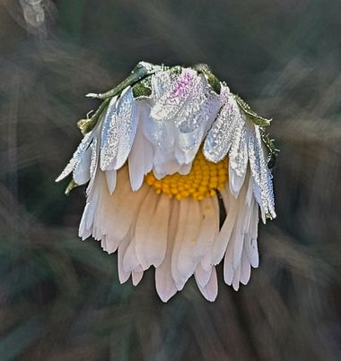 Msanchezvasco en Hamelin: Flora  (La Pobla de Benifassà), Como ya sabeis, soy una enamorada de estas flores silvestres.
#flower#margaritasilvestre#