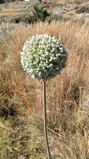 Solerantonio2 en Hamelin: Flora  (Níjar), Planta