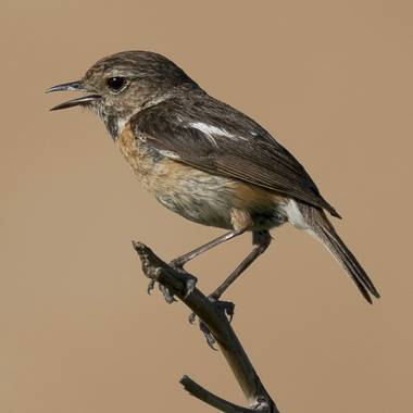 Aitor_gil en Hamelin: Fauna  (Fuentestrún), Saxicola rubicola (Linnaeus, 1766), Hembra de tarabilla Común.
Las hembras tienen castaño en vez de negro por e...