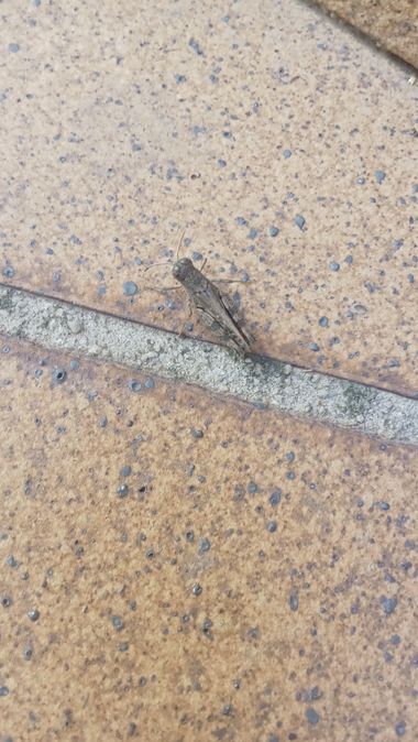 urihuetor en Hamelin: Fauna  (Comarca de la Vega de Granada), #invertebrados #fauna #insectos #saltamontes #animales 