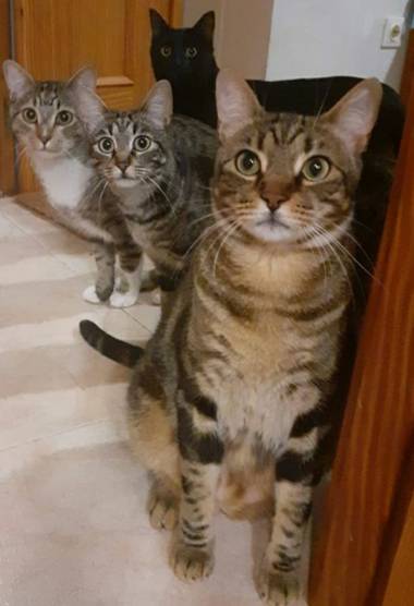 Mila Machuca en Hamelin: Fauna, #Gato #Cat