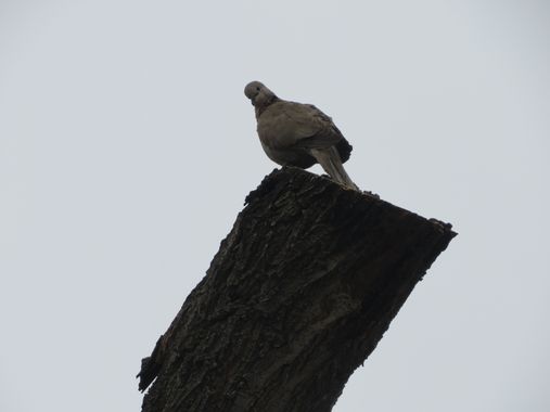 Solerantonio2 en Hamelin: Fauna  (Jaén), Streptopelia decaocto (Frivaldszky, 1838), Tortola turca