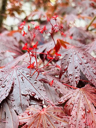 su en Hamelin: Flora  (Ravensburg), #flora 