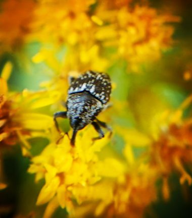 Berenicelujan en Hamelin: Fauna  (La Laguna), #insecto