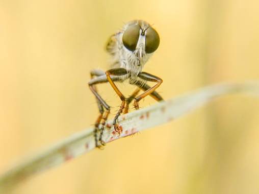 Eritz.cortazar en Hamelin: Fauna  (Cambrils), Mosca ladrona perteneciente al género neoitamus
.
.
.
#mosca #fly #asilidae #animal #fauna #florayfauna_es #h...