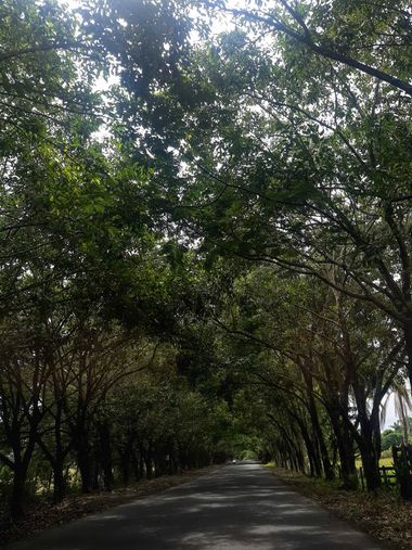 Alejo en Hamelin: Paisaje  (Puerto Berrío), #rural